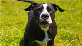 狗,比特犬,小狗,野狗（示意圖／翻攝自PIXABAY