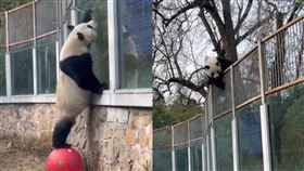 當著遊客的面！北京動物園貓熊「翻牆越獄」　圖／翻攝自微博