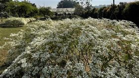 台南水道博物館園區白雪木開花（1）台南山上水道博物館園區內栽種的白雪木近日進入開花期，預計可持續綻放至農曆春節前，提供遊客踏青賞花好去處。（台南市文化局提供）中央社記者楊思瑞台南傳真  110年12月16日