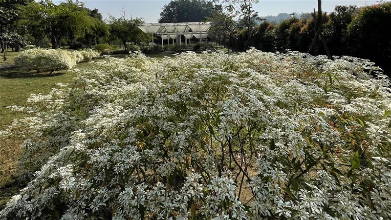 台南水道博物館白雪木開花　增添氣氛