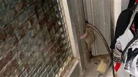 網友拍下老鼠遭門夾住的照片。（圖／臉書社團「爆廢公社」）