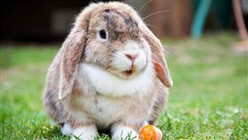 兔子（圖／翻攝自Pixabay）