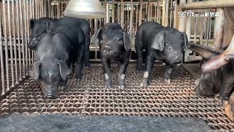 不怕美豬進口！屏東豬農：投下不同意