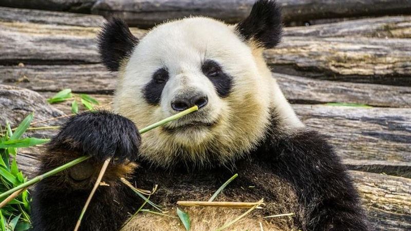 陸人被大熊貓攻擊！情急會擊斃國寶嗎