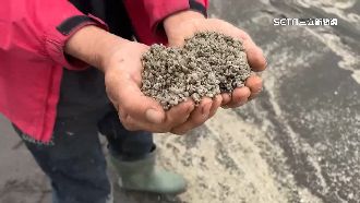 漁民叫苦連天！鰻苗疑被浮石割傷死光