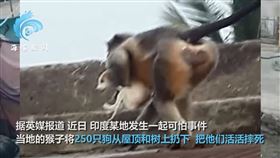 幼崽遭汪襲斃！潑猴組「屠犬部隊」復仇　全村巡邏見狗就殺。海客新聞