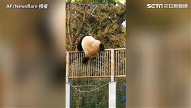 大貓熊「萌蘭」抬出牠「壯碩」的腿。（圖／AP／Newsflare授權）