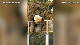 「真熊版」功夫熊貓　光天化日下逃獄