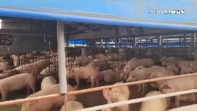 豬農不同意2200-1