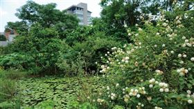 中研院風箱樹。（圖／翻攝中研院訊）
