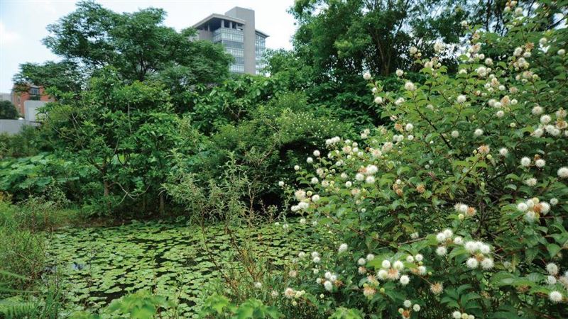 中研院稀有植物　竟「撞臉」新冠病毒