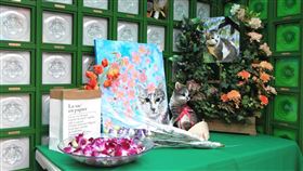  ▲三芝 寵物樂園 受虐貓茶茶 虎斑貓（圖／國寶集團提供）