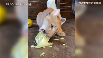 美洲獅吃菜吃到心累！　網驚呆