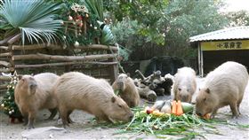 頑皮世界野生動物園,聖誕周,聖誕節