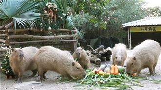 頑皮世界「聖誕週」精彩活動報你知