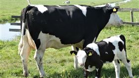 ▲乳牛。（示意圖／翻攝自pixabay）