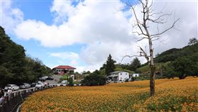 全國金牌農村競賽  赤科山社區奪銀牌振奮偏鄉花蓮玉里鎮赤科山社區獲全國金牌農村競賽銀牌獎，為這個偏遠社區帶來鼓舞。圖為往年金針花季盛況。中央社記者李先鳳攝  110年12月22日