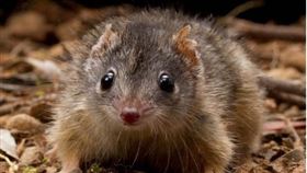 袋鼩。（圖／翻攝自Dcard）