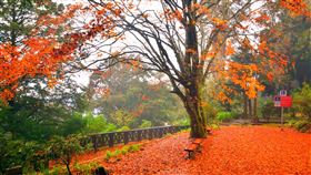 風雨過後  阿里山楓紅落滿地（1）阿里山森林遊樂區的楓紅已進入尾聲，21日風雨過後楓葉落成紅地毯，慈雲寺的紅葉地毯美不勝收。（黃源明提供）中央社記者蔡智明傳真  110年12月22日