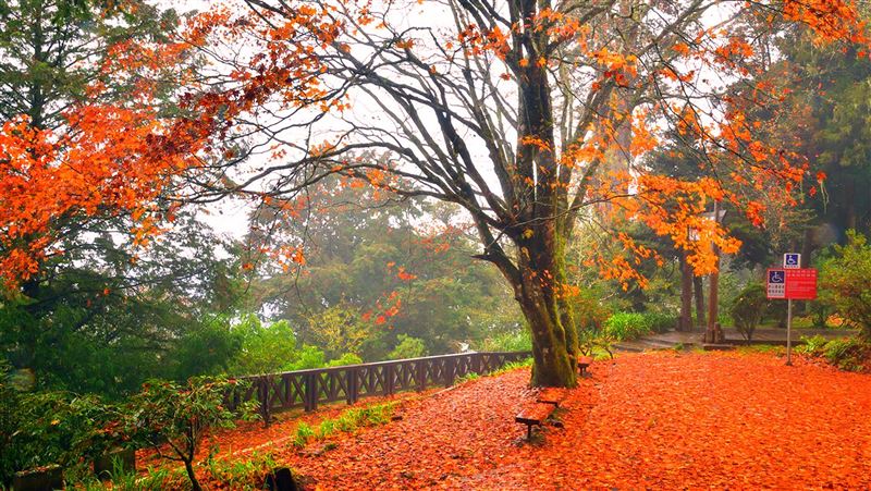 阿里山風雨過後　楓葉成紅毯美不勝收