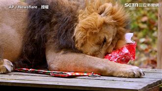 勇猛獅子王爽收聖誕禮物　變大貓萌翻