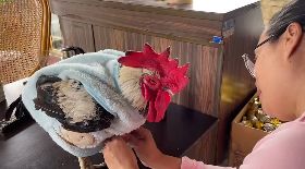 屏東公雞「陳芝麻」超受寵  冬天穿毛