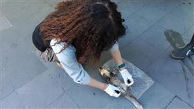 仍有死亡鼬獾驗出狂犬病  玉管處籲勿帶寵物上山玉山國家公園管理處22日指出，近來玉山國家公園接獲通報死亡野生動物案件，其中有死亡鼬獾驗出狂犬病陽性案例，而玉山內塔塔加遊憩區是園區內重要遊憩據點，每年有近70萬人次遊客造訪，呼籲民眾造訪玉山時，不要攜帶寵物上山。（翻攝照片）中央社記者吳哲豪傳真  110年12月22日