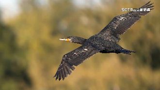 上百鸕鶿來台過冬　新山水庫嗑吳郭魚