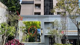 ▲景安捷運站附近，在大約3、4層樓高的茂密樹梢上，居然隱藏了一間「樹屋」。（圖／i-Media愛傳媒提供）