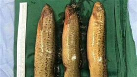 泥鰍塞肛門／微博