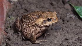 世界百大入侵種海蟾蜍南投現蹤農委會林務局23日表示，原產美洲的海蟾蜍被列為世界百大入侵種，11月接獲多起現蹤南投通報，目前已移除超過300隻成體。（國立東華大學副教授楊懿如提供，何俊霖拍攝）中央社記者楊淑閔傳真  110年12月23日