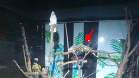 新竹市動物園,鸚鵡,昆蟲館,綠鬣蜥（圖／台灣鳥類救援協會提供）