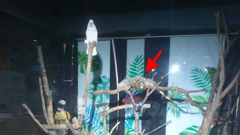 與綠鬣蜥混養　新竹昆蟲館鸚鵡自殘