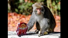 玉山塔塔加獼猴與遊客搶食頻傳，連泡麵都不放過。（圖／翻攝畫面）
