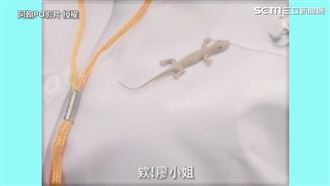 盧廣仲浪漫約會　因壁虎阻斷香蕉情緣