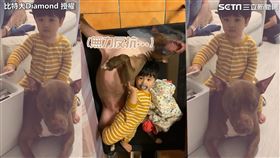 ▲小彼特掙扎脫困露爆笑表情（圖／比特犬Diamond授權）