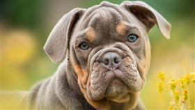 鬥牛犬 （示意圖／翻攝自pixabay）