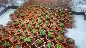 大麻,豪宅,自耕農,台北,翻攝畫面