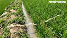 台東,魏瑞廷,王錦蛇,田埂,龍衣,臭青母,蛇蛻,蛇（圖／魏瑞廷授權使用