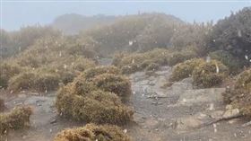 合歡山北峰下雪 圖/翻攝自合歡山賞雪機動社團
