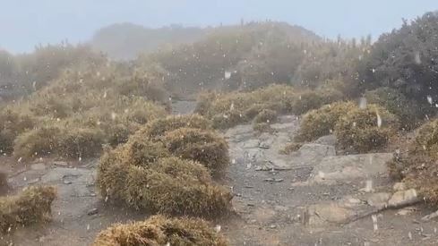 新／下雪了！合歡山北峰飄下陣陣白雪