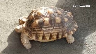 象龜躺路中　搭巡邏車回警局找主人