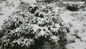 快訊／合歡山清晨降大雪！鏟雪車出動　超厚積雪畫面曝光