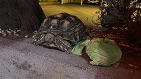 象龜,竹北,離家出走,（圖／翻攝畫面）