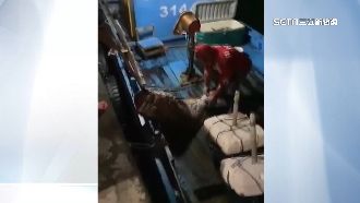 捕150公分野生龍膽石斑！漁民嗨爆