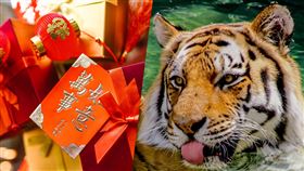 金虎年即將到來。（合成圖／翻攝自pexels）