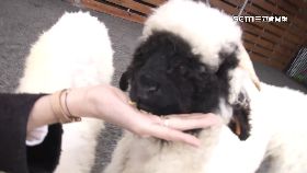 A真實笑笑羊1800