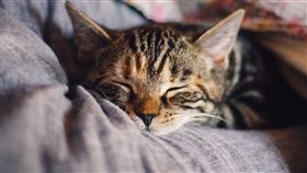 流浪貓 貓咪(圖／翻攝自Pixabay)