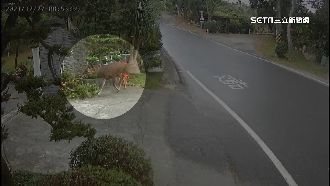 水鹿衝民宅！屋主喝斥害牠腳軟慘摔