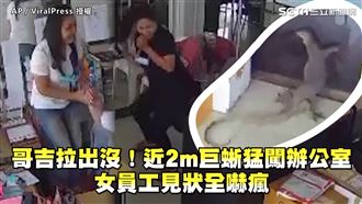 近2m巨蜥闖辦公室　女員工見全嚇瘋